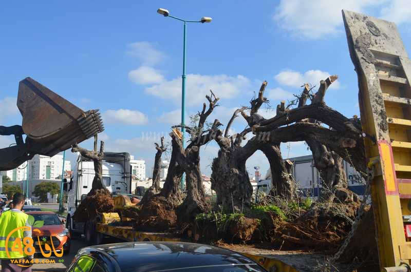 hadm ramla zatoen (6).JPG